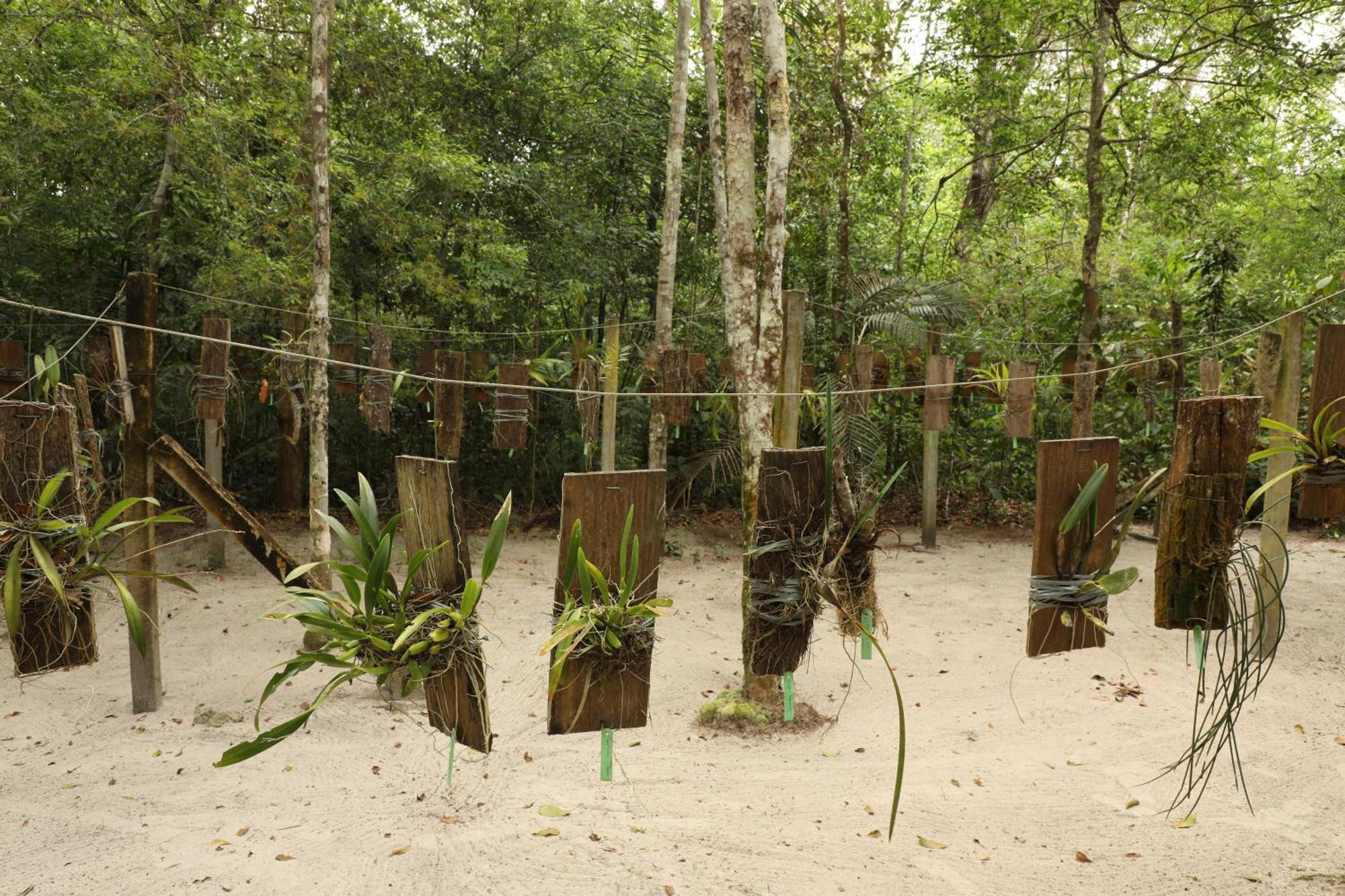 Amazon Ecopark Jungle Lodge ماناوس المظهر الخارجي الصورة