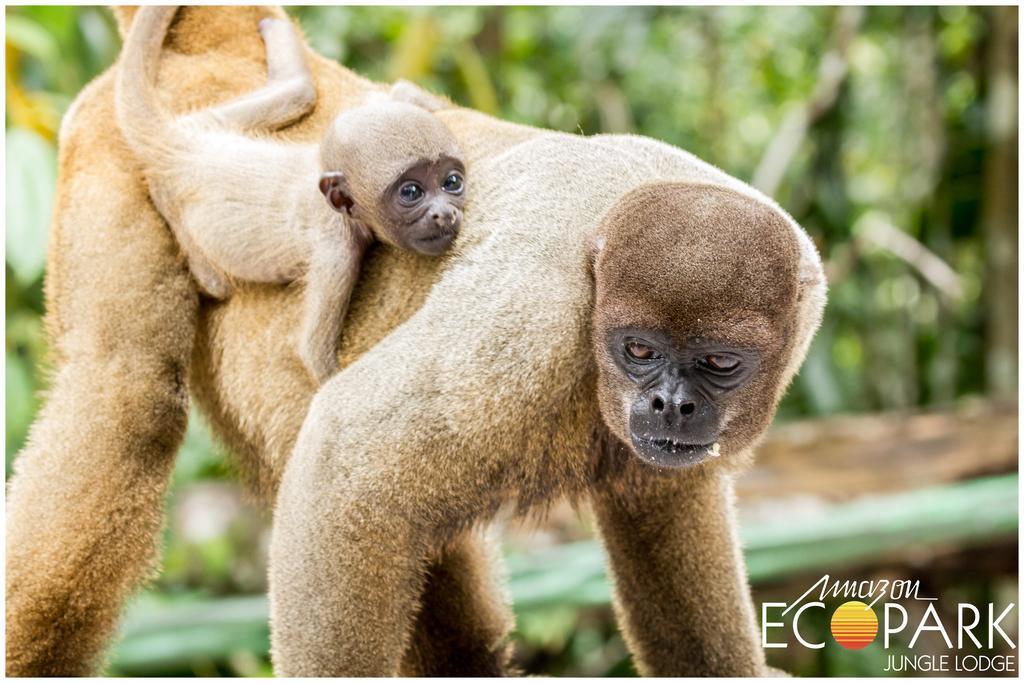 Amazon Ecopark Jungle Lodge ماناوس المظهر الخارجي الصورة